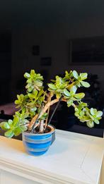 Prachtige Jade plant (Crassula ovata) in pot, Huis en Inrichting, Kamerplanten, Ophalen, Halfschaduw, Minder dan 100 cm