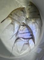 Pterophyllum Leopoldi - wildvang, Dieren en Toebehoren, Vis