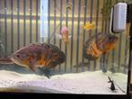 Pauwoogcichlide koppel ( Oscar volwassen ), Dieren en Toebehoren, Vissen | Aquariumvissen, Vis