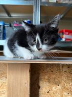 Kitten te koop, Dieren en Toebehoren, Katten en Kittens | Overige Katten, Geslacht onbekend, 0 tot 2 jaar