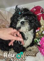 Shih Tzu puppys 9/11 geboren stamboom UCI+DNA bleu&liver gen, Dieren en Toebehoren, Honden | Chihuahua's en Gezelschapshonden