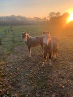 Tekoop mooi span schimmels merries ander halfjaarjaar, Dieren en Toebehoren, Paarden en Pony's | Dekhengsten en Fokmerries, Merrie