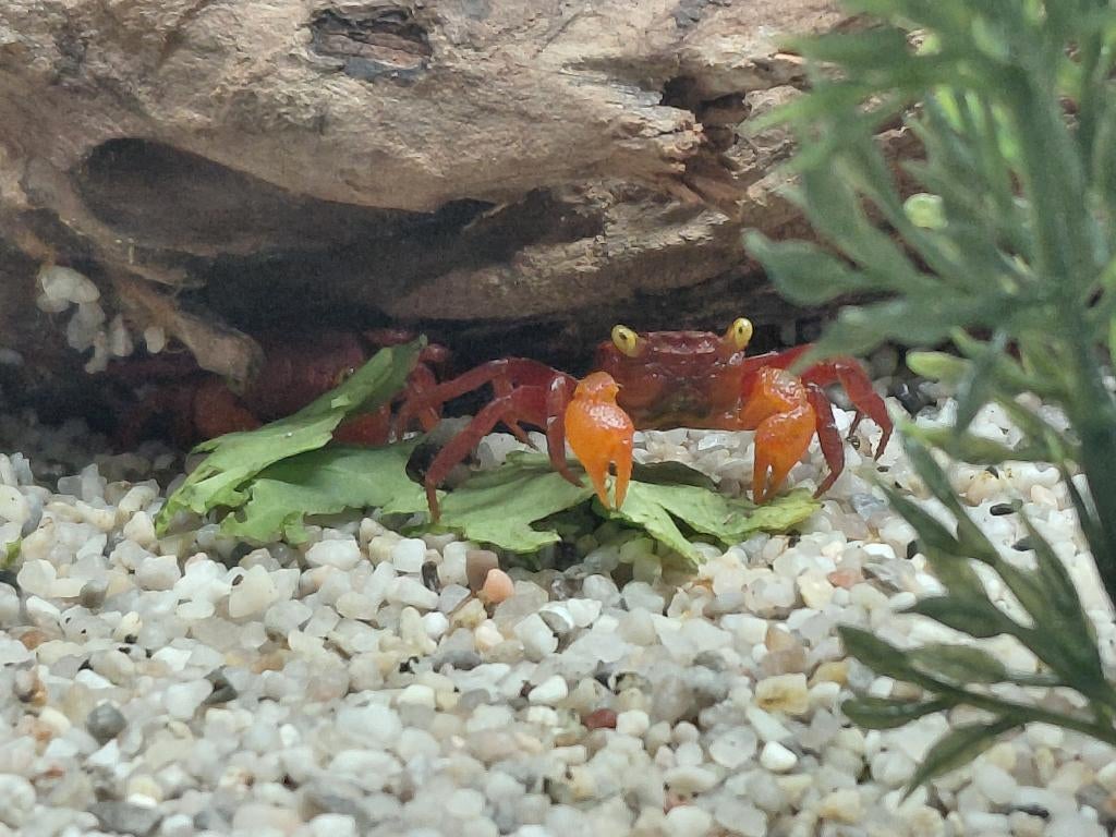 Vampierkrab Red Ruby – Geosesarma – paludarium krab, September, Geslacht onbekend