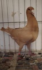 Te Koop Duitse Schoonheidspostduiven, Dieren en Toebehoren, Vogels | Duiven, Meerdere dieren, Overige soorten