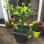 CITRUS BOOM 🍋, Tuin en Terras, Ophalen, In pot, Vijgenboom