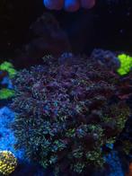 Goniopora groen. Xl koraal, Dieren en Toebehoren, Vissen | Aquariumvissen, Overige typen, Zoutwatervis