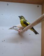 Zwartkopsijs, Dieren en Toebehoren, Vogels | Overige Vogels, Mannelijk, Tropenvogel, Geringd