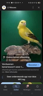 London fancy gezocht, Dieren en Toebehoren, Vogels | Kanaries, Meerdere dieren