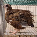 Japanse kwartels, Dieren en Toebehoren, Pluimvee, Vrouwelijk, Overige soorten