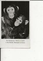 Emmen Noorder Dierenpark Chimpansee s Steven en Sophie 1953, Verzenden, 1940 tot 1960, Gelopen, Drenthe