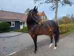 te koop recreatie / fok merrie, Dieren en Toebehoren, Paarden, Merrie, Recreatiepaard