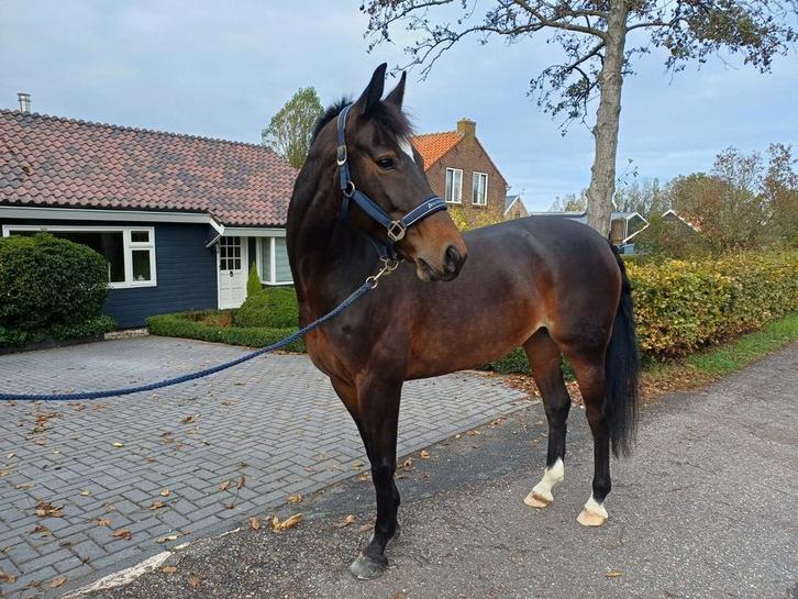 te koop recreatie / fok merrie, Dieren en Toebehoren, Paarden, Merrie, Recreatiepaard