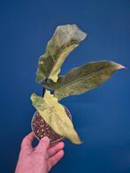 Alocasia Lauterbachiana Variegata p12 (4), Ophalen of Verzenden, Halfschaduw, Minder dan 100 cm