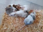 5 jonge tamme muisjes, Dieren en Toebehoren, Knaagdieren, Muis, Juli, Vrouwelijk, Tam