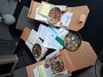 Bradford exchange bordjes, Eén persoon, Cadeaubon
