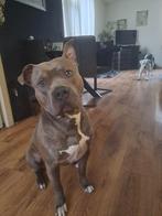 Nieuw huisje gezocht voor Amerikaanse bully, Dieren en Toebehoren, Honden | Bulldogs, Pinschers en Molossers, Rabiës (hondsdolheid)