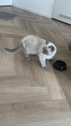 Birtsekorthaar kittens, Dieren en Toebehoren, Katten en Kittens | Overige Katten, Meerdere dieren