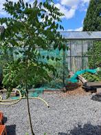 te koop Koelreuteria paniculata (koelruit), Tuin en Terras, Planten | Bomen, Halfschaduw, Overige soorten, 100 tot 250 cm, Zomer