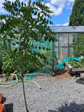 te koop Koelreuteria paniculata (koelruit) beschikbaar voor biedingen