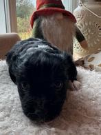 Te koop: 7 prachtige Boomer x Shih Tzu-Malthezer pupjes!, 8 tot 15 weken, Meerdere, Meerdere dieren, Klein