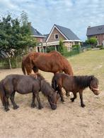 Shetlander 2 en 1 jaar, Dieren en Toebehoren, Paarden, Ruin, Recreatiepaard