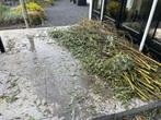GRATIS in Rhoon: vers gesnoeide wilgentakken / wilgentenen!, Ophalen, Volle zon, Overige soorten