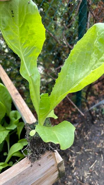 Moestuin planten sla andijvie boerenkool pak choy beschikbaar voor biedingen