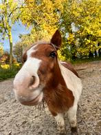 Shetlander te koop, Dieren en Toebehoren, Pony's, Ruin, Niet van toepassing, A pony (tot 1.17m), 3 tot 6 jaar