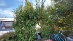 Appelboom perenboom conference 25 euro per stuk  uitgraven, Ophalen, Halfschaduw, Overige soorten, Lente