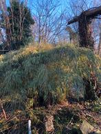 Bamboe hoog, Ophalen, Bloeit niet, Halfschaduw, Overige soorten