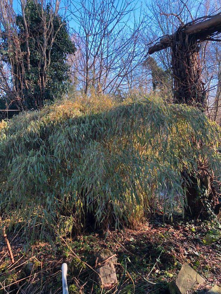 Bamboe hoog, Tuin en Terras, Planten | Bomen, Overige soorten, Halfschaduw, Bloeit niet, Ophalen