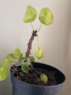 Gratis Pilea stekjes, Ophalen, Overige soorten, Halfschaduw, In pot