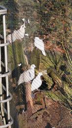 Tortels te koop., Meerdere dieren, Tortelduif