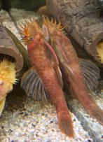 Rode ancistrus (borstelneus) man, Dieren en Toebehoren, Vis, Zoetwatervis