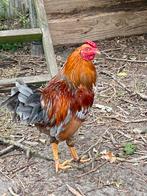 Groenlegger x Welsummerkriel hanen, Dieren en Toebehoren, Mannelijk, Kip