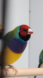 Koppel gouldamadines., Dieren en Toebehoren, Meerdere dieren, Geringd