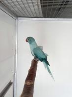Halsbandparkiet Opaline Turquoise split Bleekstaart Pop 2025, Dieren en Toebehoren, Vrouwelijk, Parkiet, Geringd