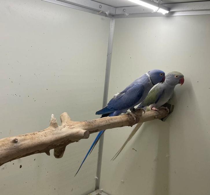 Kweekkoppel halsband halsbandparkiet opaline wkws, Dieren en Toebehoren, Vogels | Parkieten en Papegaaien, Parkiet, Meerdere dieren