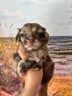 Prachtige mini labradoodle/mini doodle pups te koop, Dieren en Toebehoren, CDV (hondenziekte), 8 tot 15 weken, Meerdere, Meerdere dieren