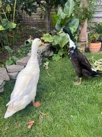 Loopeenden, Dieren en Toebehoren, Meerdere dieren, Eend