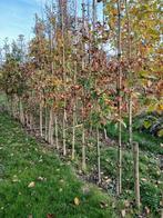 Wintereiken  6-8cm, Bloeit niet, Overige soorten, 250 tot 400 cm, Ophalen