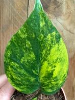 Monstera deliciosa variegata plant aurea yellow mint marylin, Ophalen of Verzenden, Halfschaduw, Minder dan 100 cm