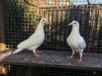 Witte postduiven, kleurpostduiven, duiven, Dieren en Toebehoren, Vogels | Duiven, Meerdere dieren, Postduif