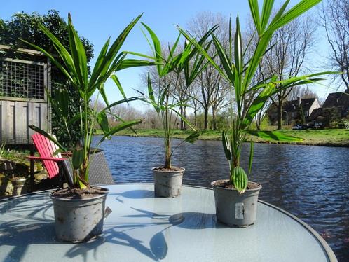 Trachy Carpus Fortunei, Tuin en Terras, Planten | Tuinplanten, Overige soorten, Halfschaduw, Zomer, Ophalen of Verzenden