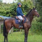 Te lease
Fijn recreatiepaard in Bergen, Dieren en Toebehoren, Ophalen, Nieuw