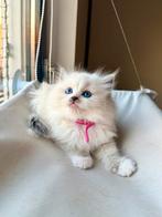 Ragdoll Kittens van Aydın SK-Met Stamboom & Veel Liefde fok, Dieren en Toebehoren, Katten en Kittens | Raskatten | Langhaar, Meerdere dieren