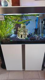 Ciano aquarium kompleet met toebehoren, Ophalen, Zo goed als nieuw, Gevuld zoetwateraquarium