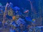 Paracanthurus Hepatus (DORY), Dieren en Toebehoren, Ophalen