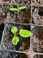 Moestuin plantjes stekjes, Tuin en Terras, Planten | Fruitbomen, Volle zon, Minder dan 100 cm, Ophalen of Verzenden, Overige soorten