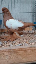 Koppel geel-witschild oud Hollandse tuimelaars, Dieren en Toebehoren, Vogels | Duiven, Meerdere dieren, Overige soorten